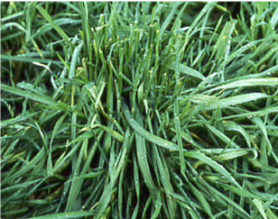 eukalyptus pflanze künstlich Eukalyptus künstlich, 80 cm – Herbertle