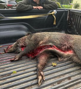 Steirische Rauhaarbracke