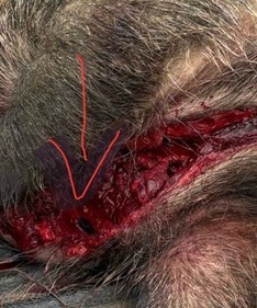 Steirische Rauhaarbracke