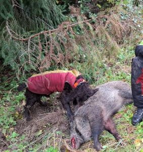 Steirische Rauhaarbracke