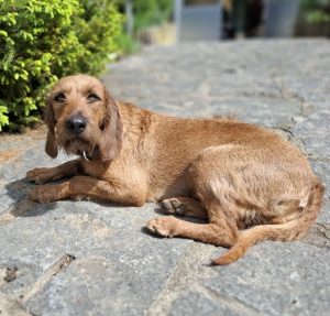 Steirische Rauhaarbracke